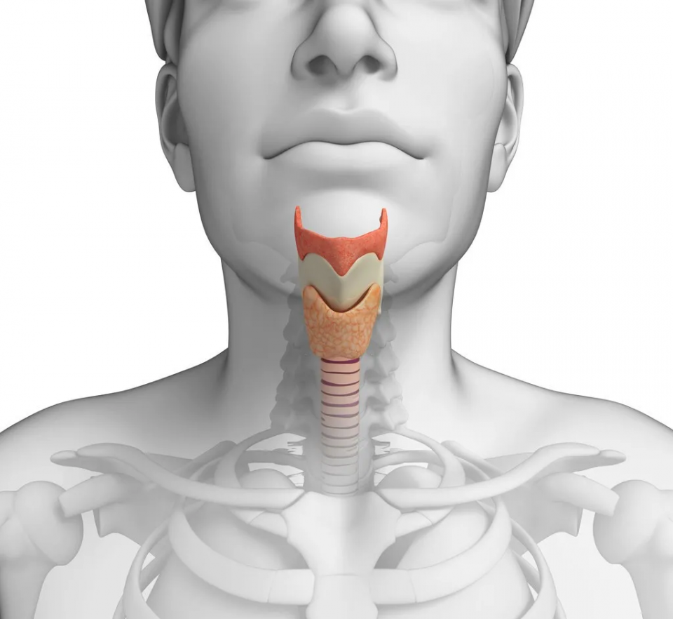 甲状腺是什么？甲状腺知识科普大全，带你了解最真实的甲状腺(图6)